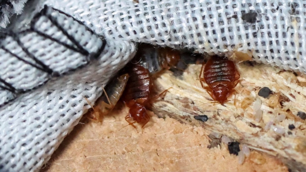 Κοριοί: Τι πρέπει να γνωρίζετε για να τους αποφύγετε